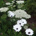 Osteospermum et Ammi